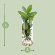 Clusia in Cylinder Glas Everspring