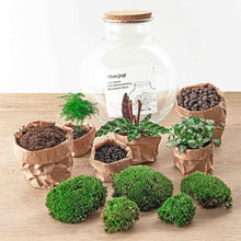 Bolder Bob Terrarium