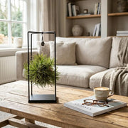 Tillandsia Luchtplant in Decor Everspring