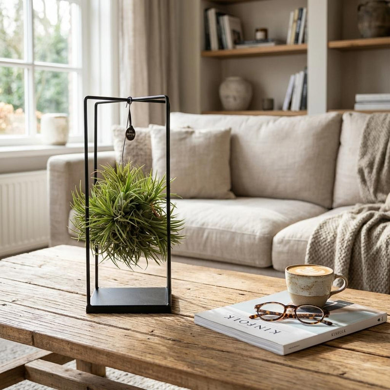 Tillandsia Luchtplant in Decor