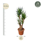 Yucca Elephantipe vertakt