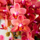Kolibri Orchids Phalaenopsis Congo Rood