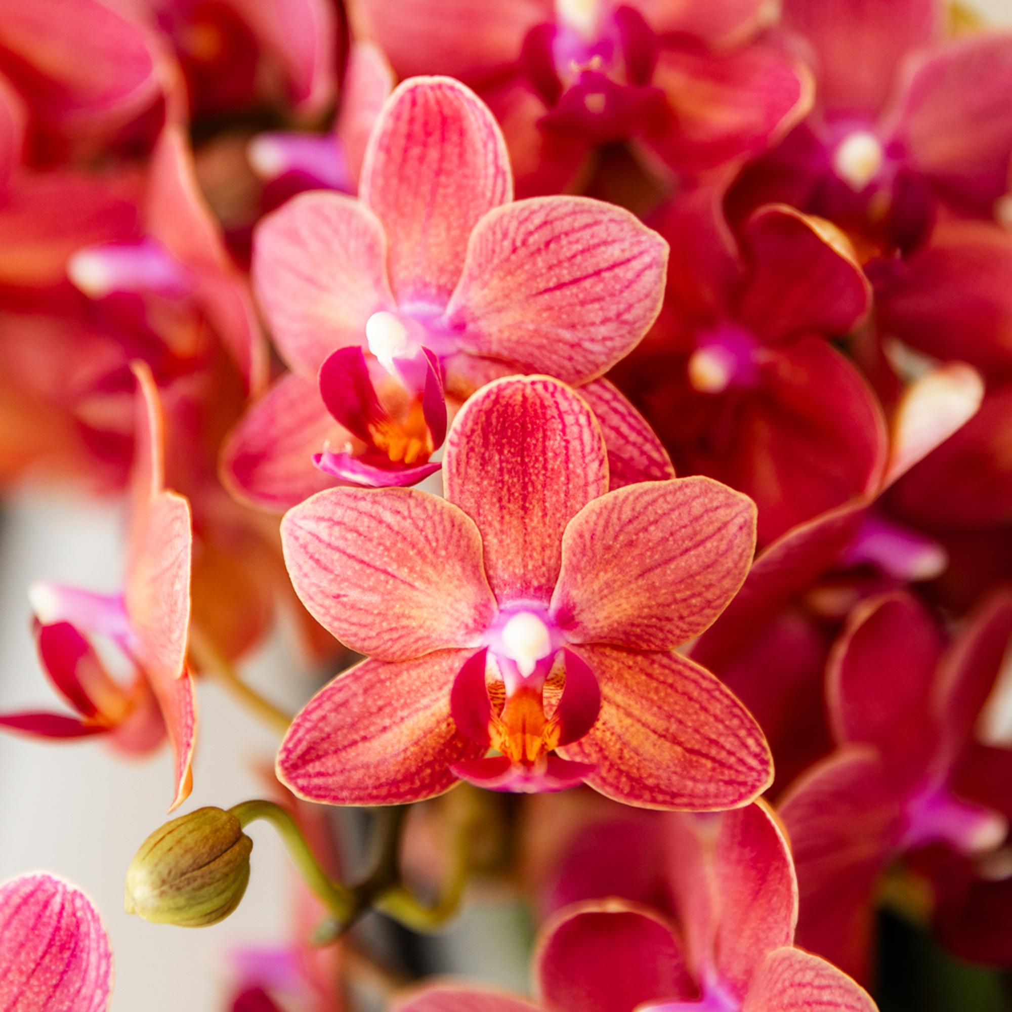 Kolibri Orchids Phalaenopsis Congo Rood