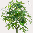 Pachira Aquatica Kunstplant (Geldboom)