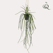 Rhipsalis Kunstplant (Koraalcactus)