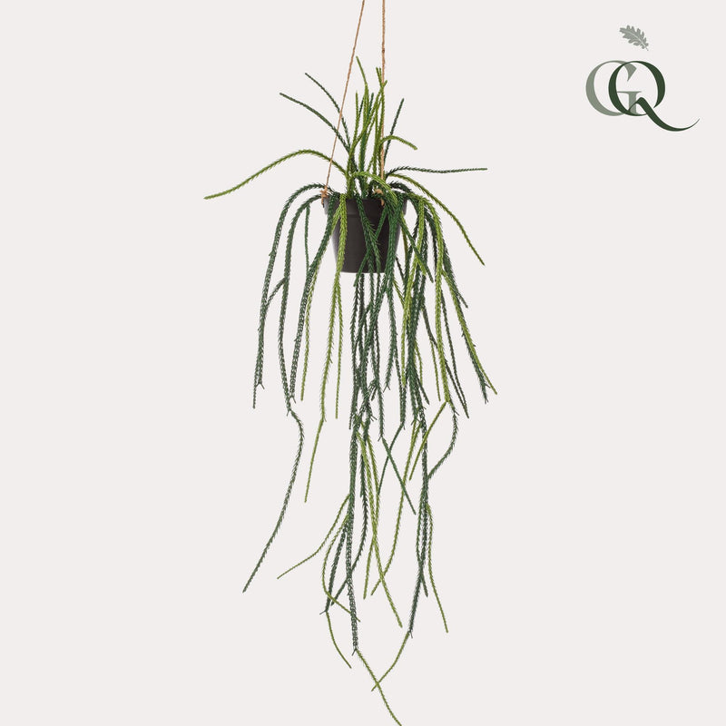 Rhipsalis Kunstplant (Koraalcactus)