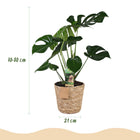 Monstera Deliciosa (Gatenplant) – Inclusief Mand