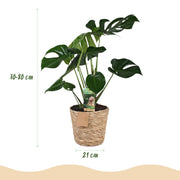 Monstera Deliciosa (Gatenplant) – Inclusief Mand