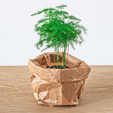 Planten terrarium pakket - 5 planten