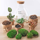 Sam XL Rood Terrarium