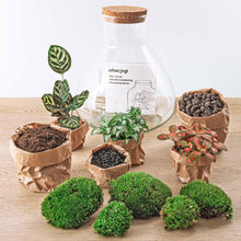 Sam XL Rood Terrarium
