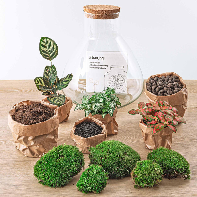 Sam XL Rood Terrarium