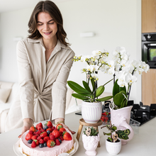 Kolibri Orchids | Gift Set Granada Roze – Orchidee Portugal + Succulent