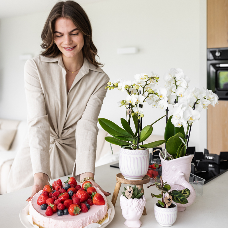 Kolibri Orchids | Gift Set Granada Roze – Orchidee Portugal + Succulent