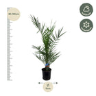 Phoenix Canariensis
