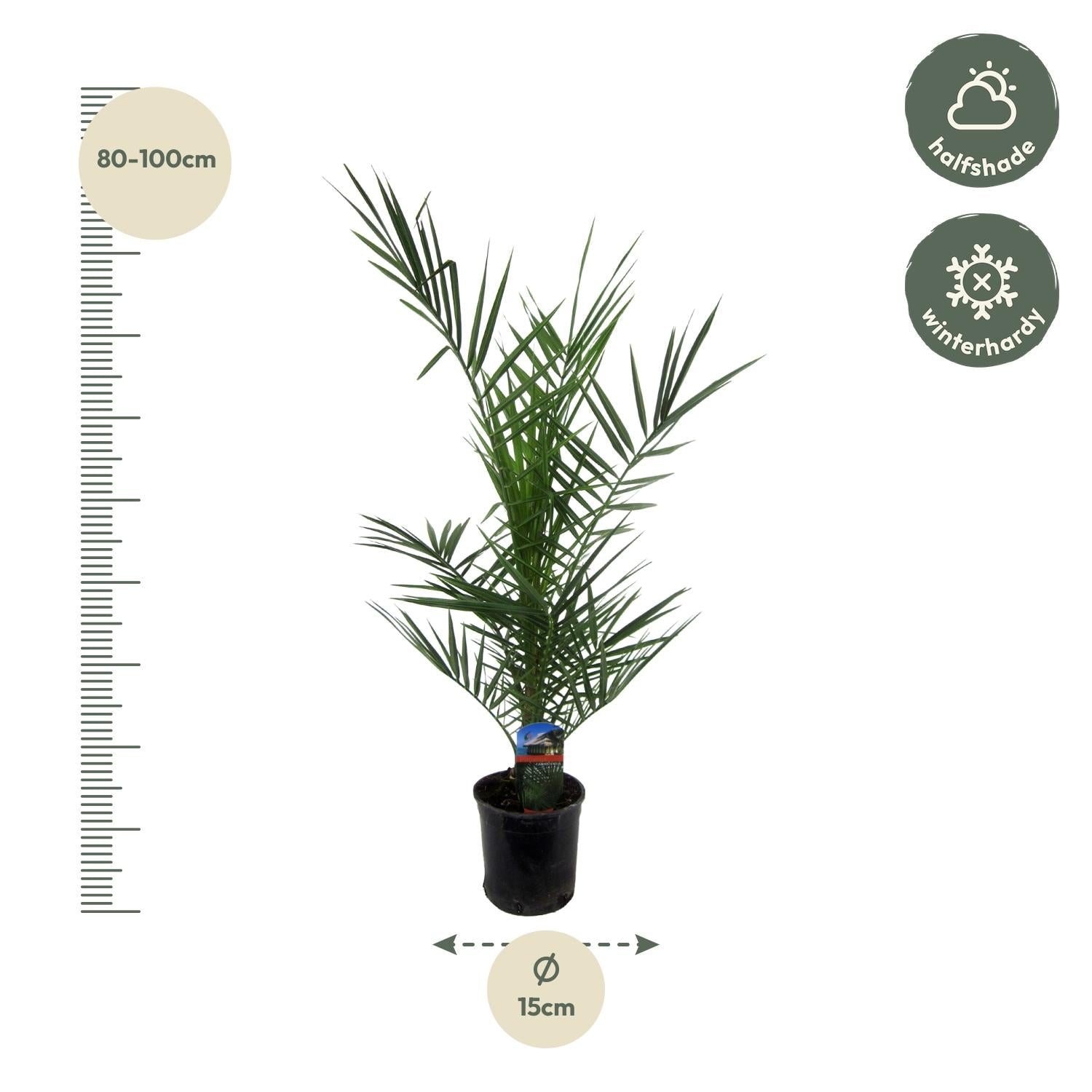 Phoenix Canariensis