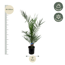 Phoenix Canariensis