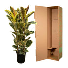 Ficus Elastica Tineke Struik Everspring