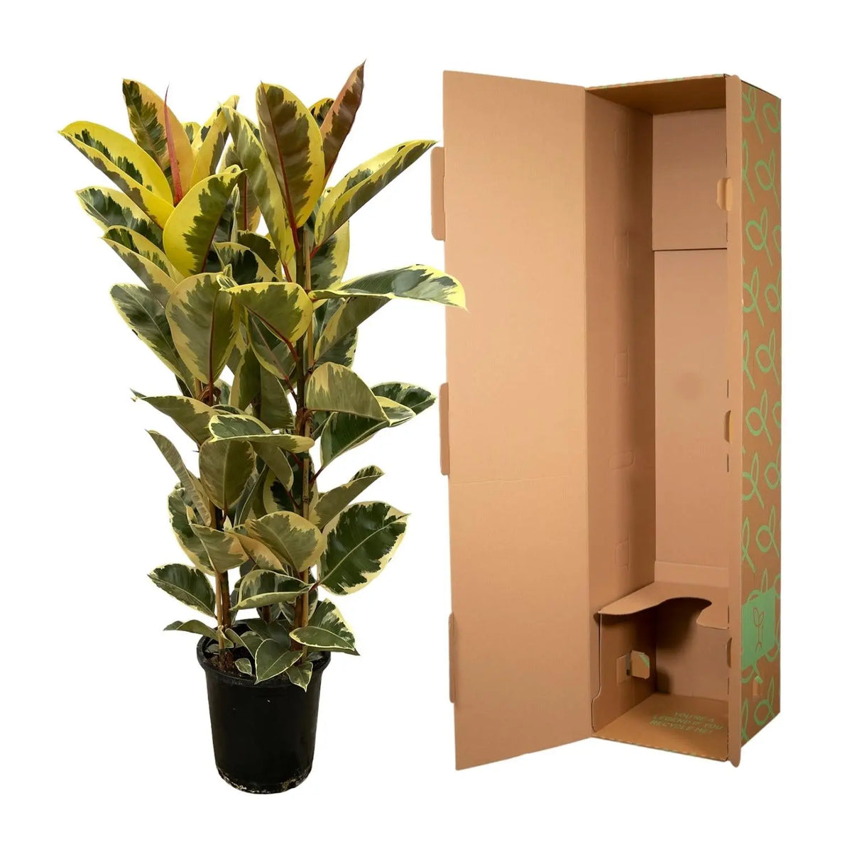 Ficus Elastica Tineke Struik Everspring