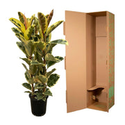 Ficus Elastica Tineke Struik Everspring