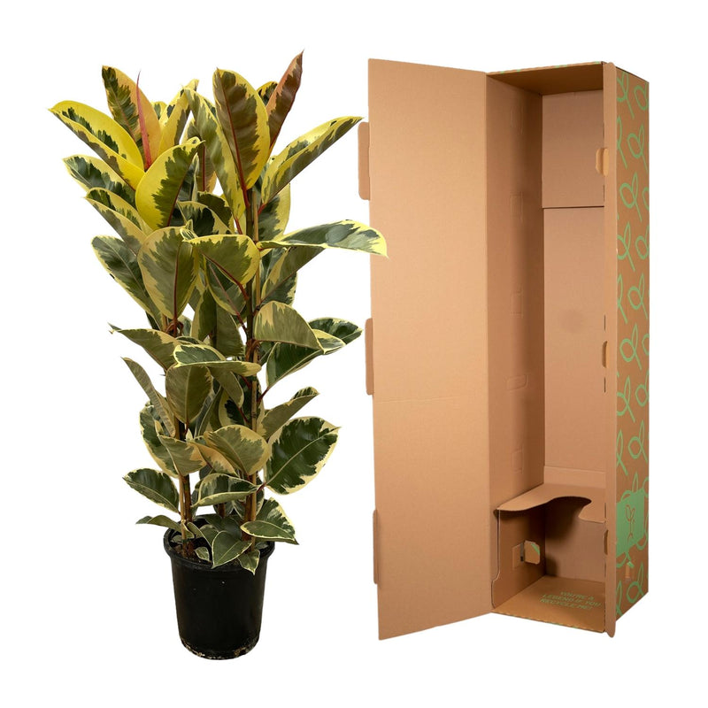 Ficus Elastica Tineke Struik