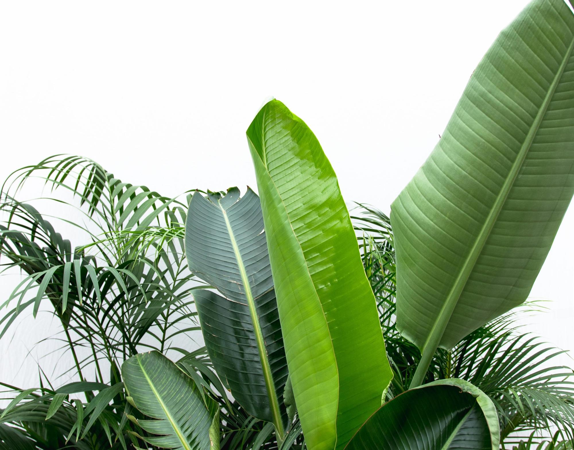 Voordeelpakket XXL – Kentia, Strelitzia Nicolai & Areca