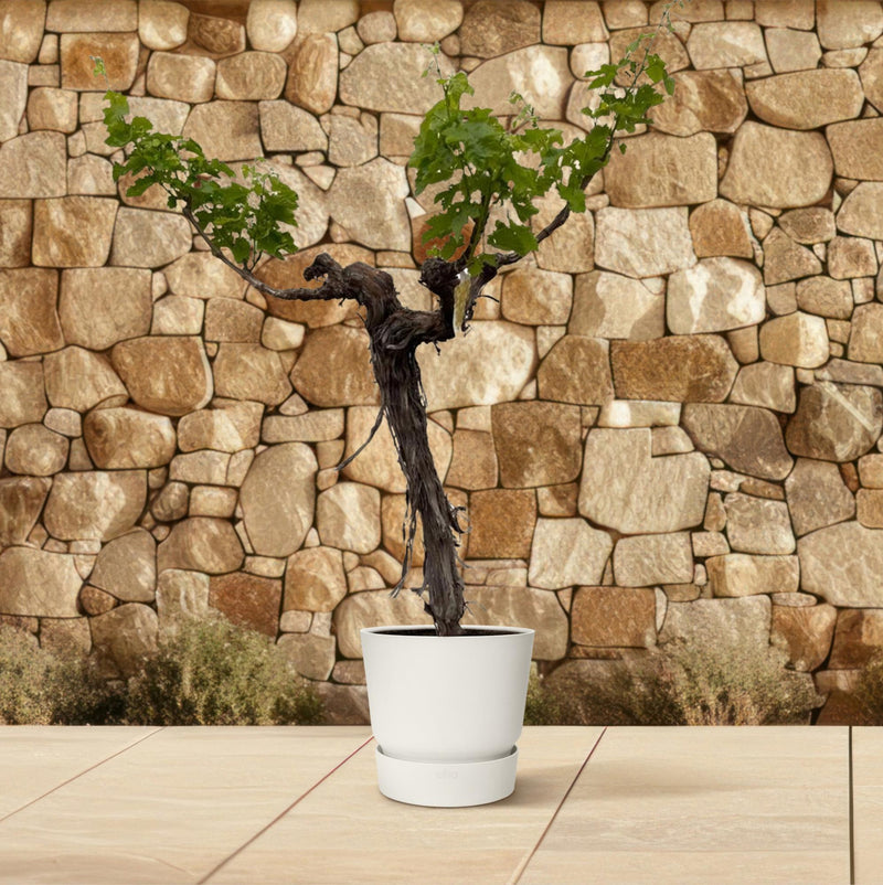 Druivenboom (Vitis Vinifera) stam vertakt