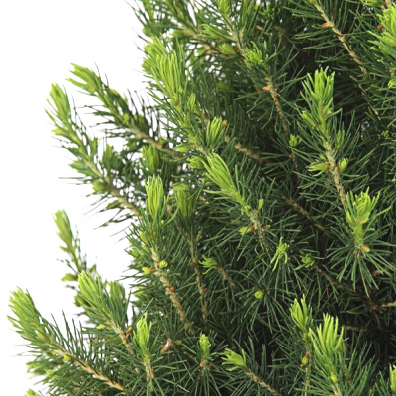 Picea Glauca Conica Kerstboom in Blauwe Xmas Bag