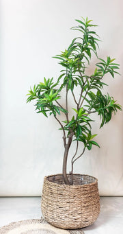 Dracaena Kunstplant (Drakenboom) Everspring