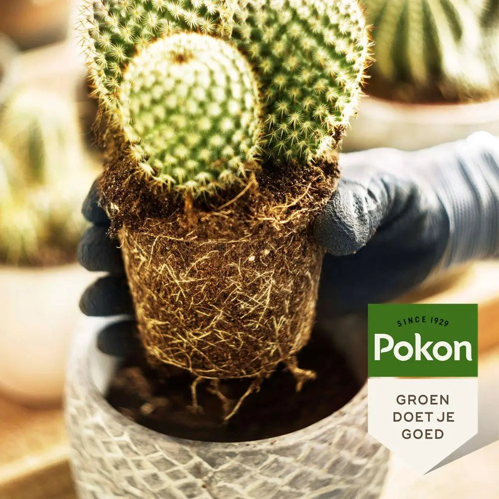 Pokon Cactus & Vetplant Potgrond – 5 Liter Everspring