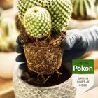 Pokon Cactus & Vetplant Potgrond – 5 Liter Everspring