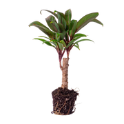 Cordyline fruticosa 'Purple Compacta' Everspring