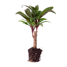 Cordyline fruticosa 'Purple Compacta'