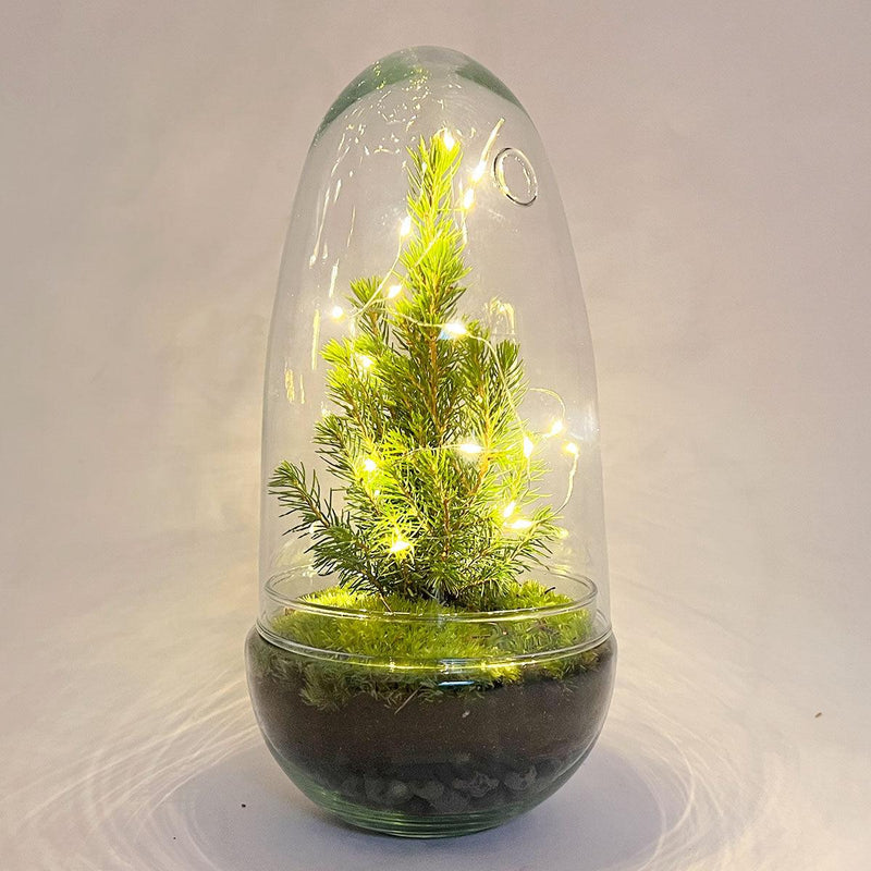 DIY terrarium - Egg Christmas