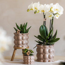 Kolibri Plantenset Cotton Zand – Witte Orchidee Ghent in Keramieken Sierpotten