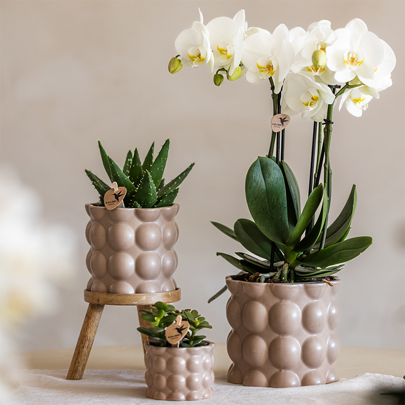 Kolibri Plantenset Cotton Zand – Witte Orchidee Ghent in Keramieken Sierpotten
