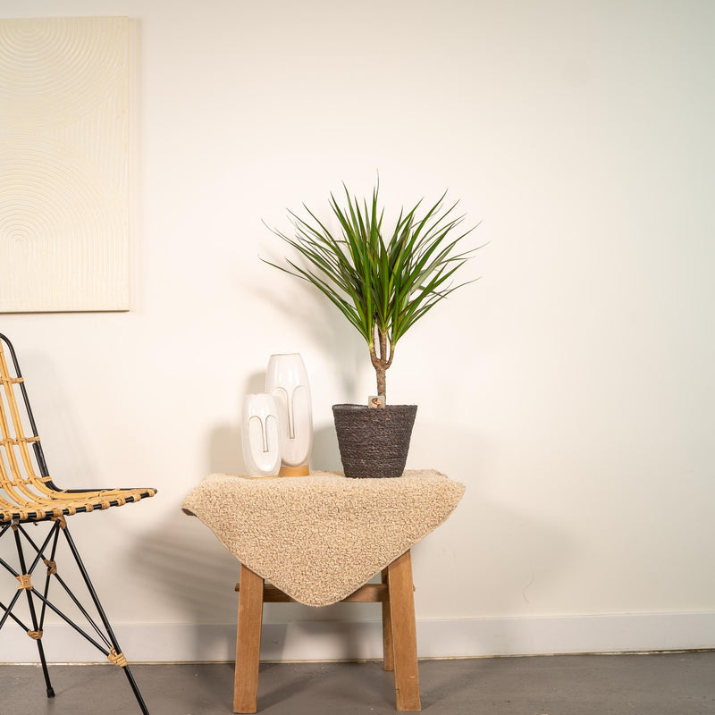 Dracaena Marginata