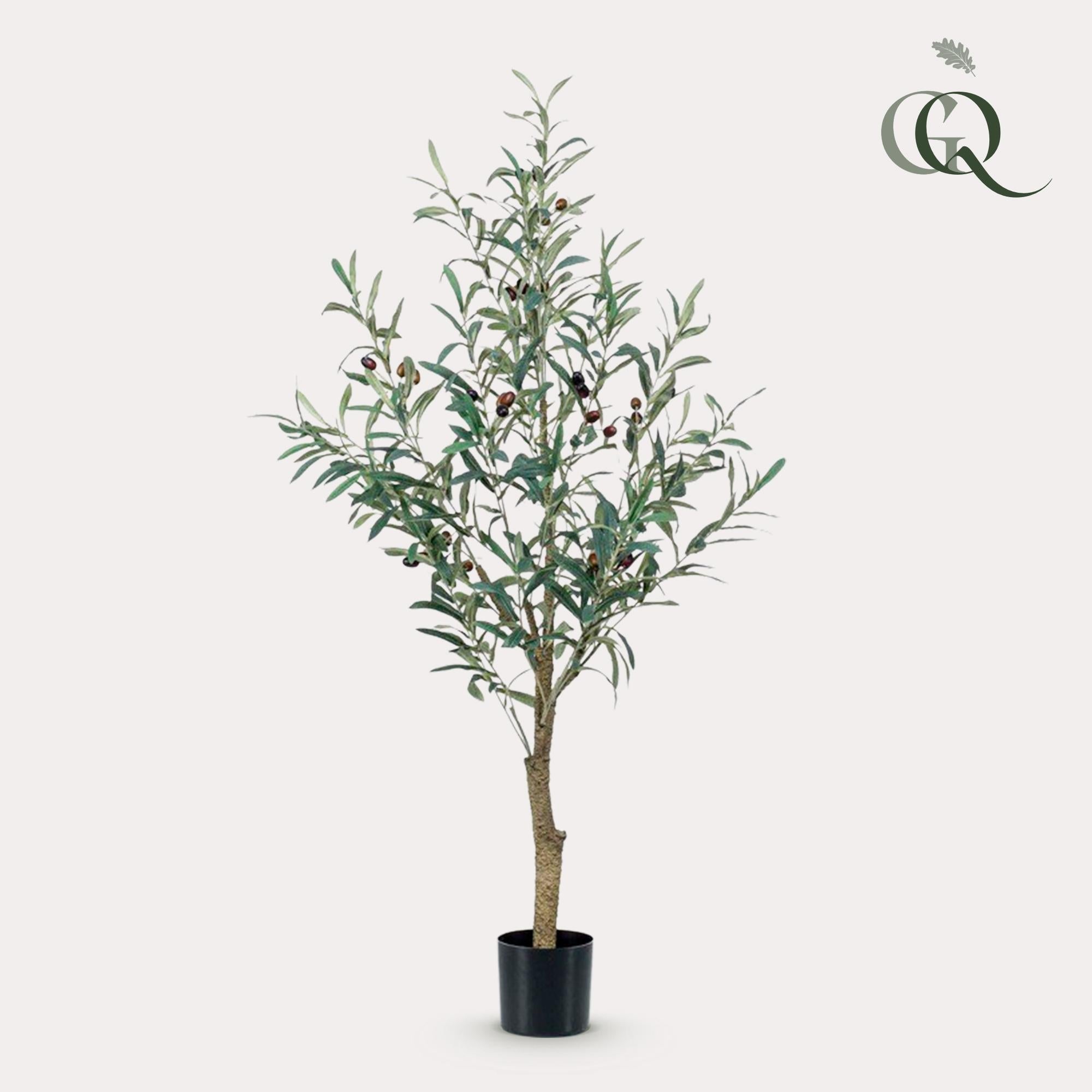 Kunst Olijfboom (Olea europaea)