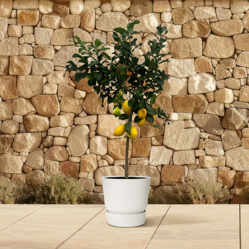 Citrus Lemon