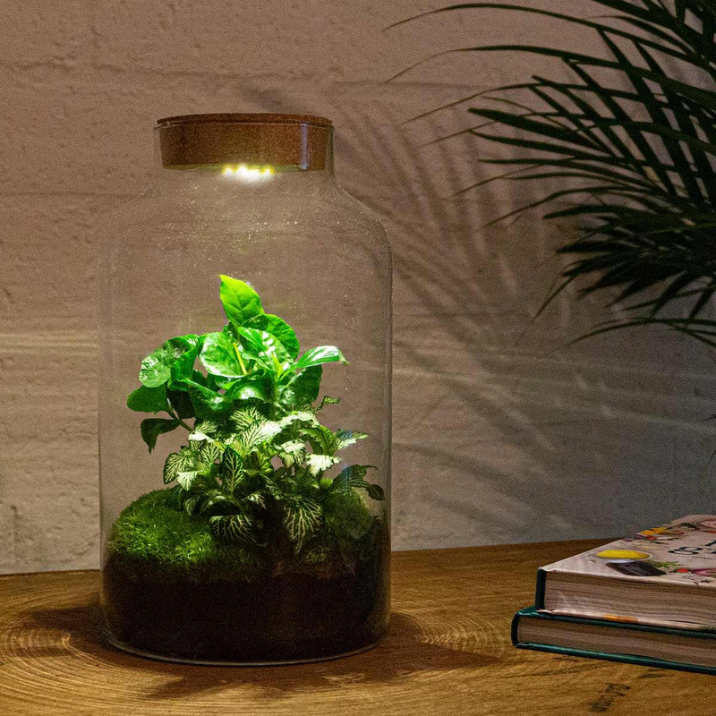 Milky Coffea met LED - Terrarium