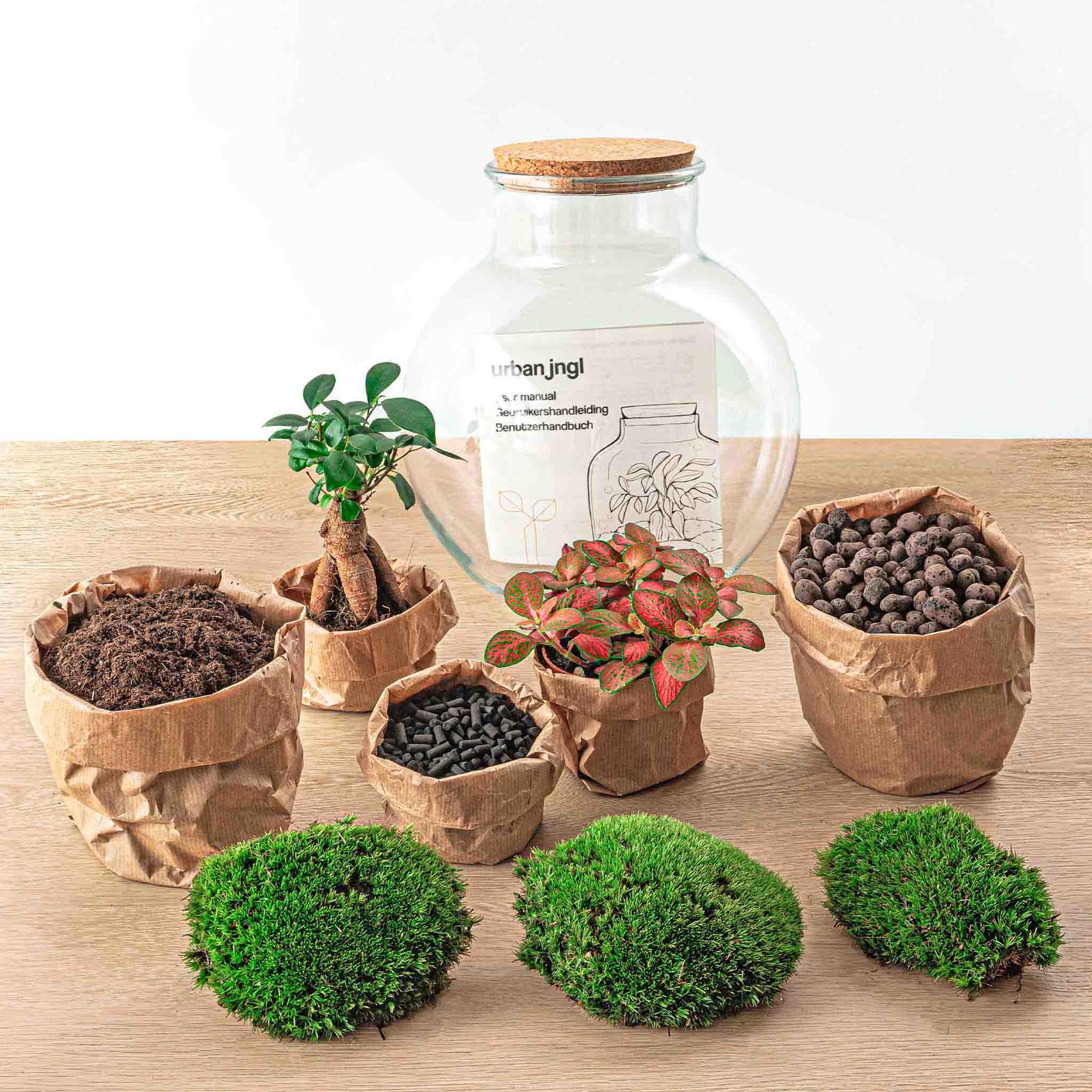 Teddy bonsai Terrarium