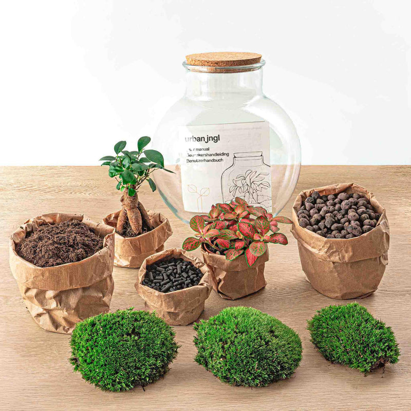 Teddy bonsai Terrarium
