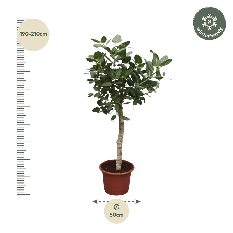 Ficus Benghalensis boom