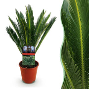 Cycas revoluta (Palmvaren) Everspring