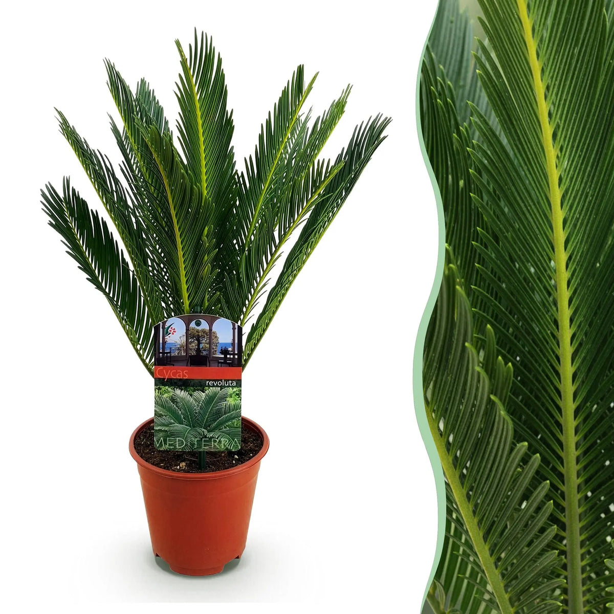 Cycas revoluta (Palmvaren) Everspring