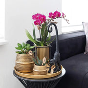 2× Phalaenopsis Morelia paars Everspring