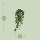 Hedera Helix ‘Pitsburg’ – Hang / XXL