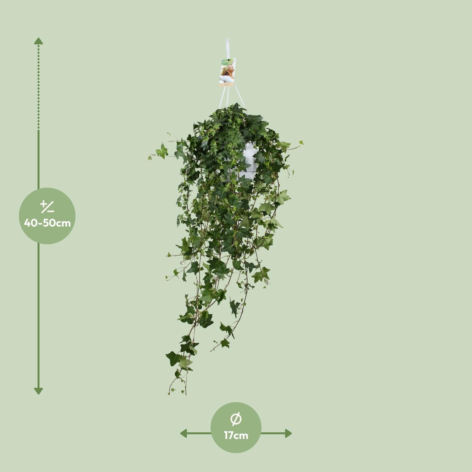 Hedera Helix ‘Pitsburg’ – Hang / XXL