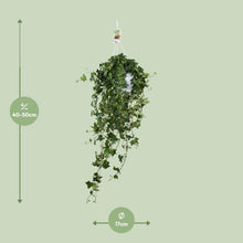 Hedera Helix ‘Pitsburg’ – Hang / XXL