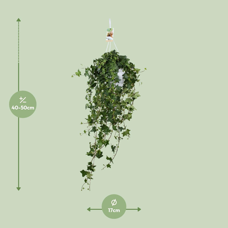 Hedera Helix ‘Pitsburg’ – Hang / XXL